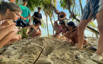 Exploring Zapatilla Island: A Sea Turtle Adventure with Bocas Academy